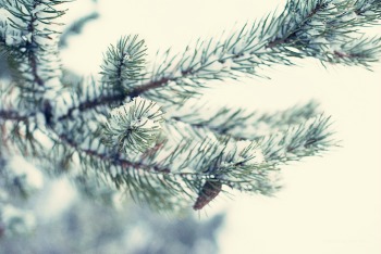 winter-pine